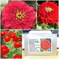 เมล็ดพันธุ์ ดอกบานชื่นสีแดง (Red Cherry Queen Zinnia Seed) 100 เมล็ด คุณภาพดี ราคาถูก ของแท้