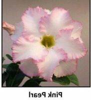 10 เมล็ด เมล็ดพันธุ์ ชวนชม สายพันธุ์ไต้หวัน สีชมพู Adenium seed กุหลาบทะเลทราย Desert Rose ราชินีบอนไซ มีคู่มือปลูก นำเข้าจากไต้หวัน