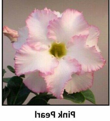 10 เมล็ด เมล็ดพันธุ์ ชวนชม สายพันธุ์ไต้หวัน สีชมพู Adenium Seeds กุหลาบทะเลทราย Bonsai Desert Rose ราชินีบอนไซ มีคู่มือปลูก นำเข้าจากไต้หวัน