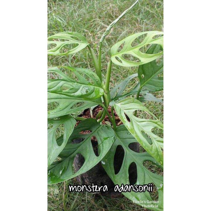Monstera Adansonii Swiss Cheese (live plant) Lazada PH
