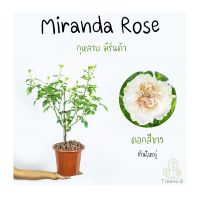 Treeno.9 T350 Miranda Rose (กุหลาบ มิรันด้า)​ ดอกสีขาว ต้นใหญ่ ถุง  8 นิ้ว สูง 60-70 ซม. ไม้ดอกประดับ ดอกสวย ออกดอกตลอดทั้งปี (ต้นไม้)