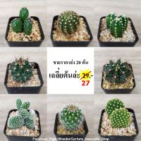 กระบองเพชร แคคตัส (Cactus) ไม้ตลาด ขายส่ง 20 ต้น ราคาถูก เฉลี่ยต้นล่ะ 25.- หลากหลายสายพันธุ์ตามภาพ จัดส่งทั้งกระถาง