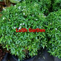 ต้นพุด Gerdenia Crape Jasmine