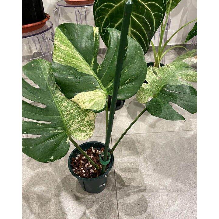 ☚LEGIT Monstera Deliciosa MINT Seeds (Mother Plant MD MINT) Lazada PH