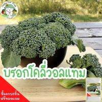 เมล็ดพันธุ์ บล็อคโคลี่วอลทัม Waltham 29 Broccoli 400 เมล็ด เมล็ดพันธุ์แท้ ผัก บร็อคโคลี่ วอทัม ปลูกง่าย เมล็ดพันธุ์แท้ นำเข้าจากต่างประเทศ ส่งไว