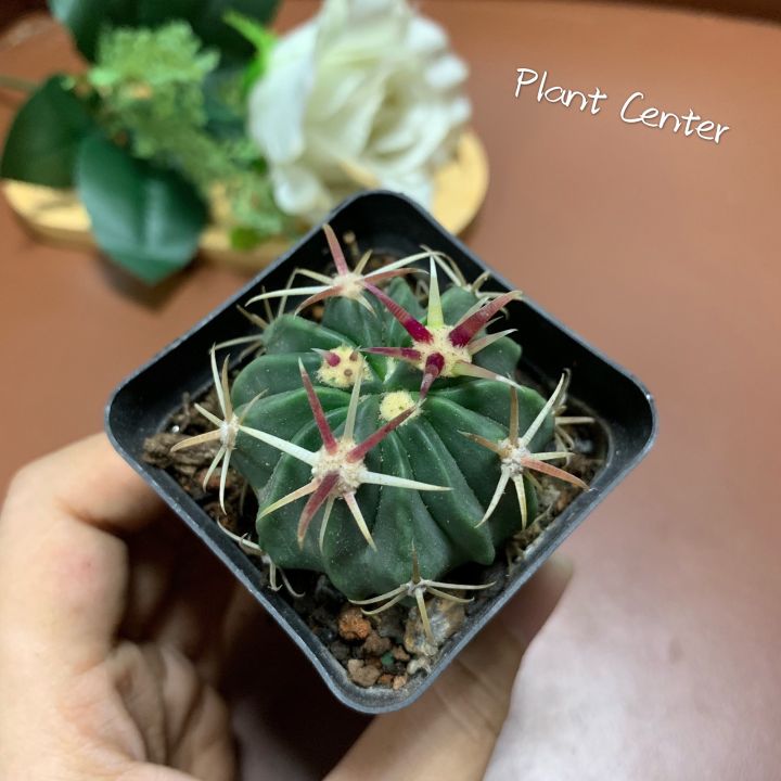 plants-center-พร้อมส่ง-richu-กระบองเพชร-แคคตัส-เฟโรแคคตัส-หนามแดง-cactus-ferocactus-peninsulae-latispinus-seeding-ไม้เมล็ด