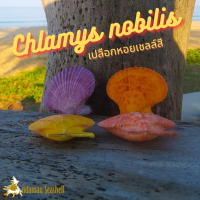 Andaman seashell เปลือกหอย หอยเชลล์สี (Chlamys nobilis)