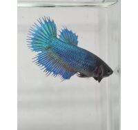 ปลากัด คราวเทลตัวเมีย พร้อมรัด 2ชิ้น (female crowntail) พร้อมส่ง by Candy Betta