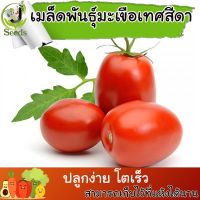เมล็ดพันธุ์ มะเขือเทศสีดา (Tomato) 600 เมล็ด ปลูกง่าย ปลูกได้ทั่วไทย #เมล็ดผัก