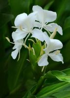 หัวเหง้า-ว่านมหาหงส์ สเลเต ดอกสีขาว (Hedychium coronarium) ดอกหอมมาก เหง้าบดผสมน้ำผึ้ง เชื่อว่าเป็นไม้มงคล