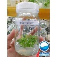 Cryptocoryne parva เนื้อเยื่อขวดแก้ว (คริปโตคอรีน พาวา) บริการเก็บเงินปลายทาง สำหรับคุณ