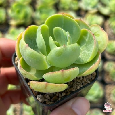 ( PRO+++ ) โปรแน่น.. Echeveria Peach Pride ไม้อวบน้ำ กุหลาบหิน cactus&amp;succulentหลากหลายสายพันธุ์ ราคาสุดคุ้ม พรรณ ไม้ น้ำ พรรณ ไม้ ทุก ชนิด พรรณ ไม้ น้ำ สวยงาม พรรณ ไม้ มงคล