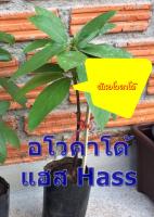 ต้นพันธุ์อาโวคาโดเสียบยอด อโวคาโด แฮส (Hass) พันธุ์แท้ติดลูกได้เร็วเมื่อต้นสมบรูณ์ ปลูกได้ทุกพื้นที่