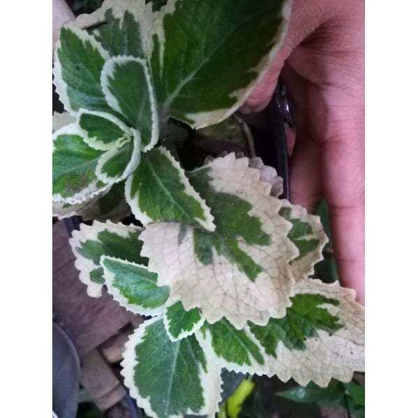 Variegated Oregano Rare Brazil variety Lazada PH