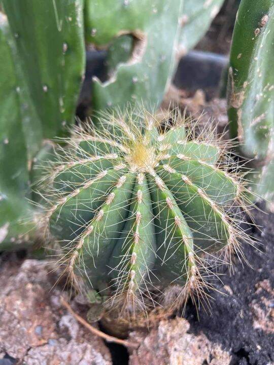 cactus-มะเฟือง-1-หน่อ-โตไปจะเป็นกอสวย-ใหญ่-ส่งต้นพร้อมกระถาง