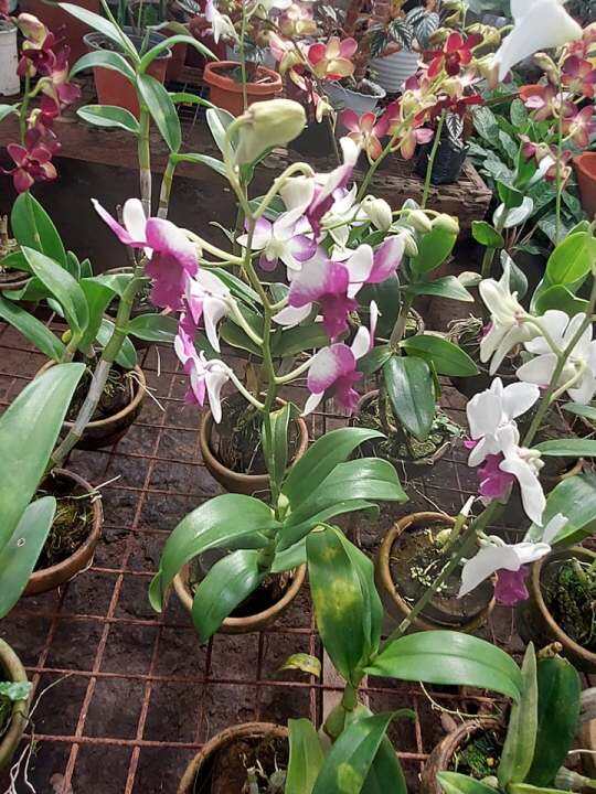 Cooktown Orchid Pink Splash (Dendrobium Nobile) flower and plastic pot