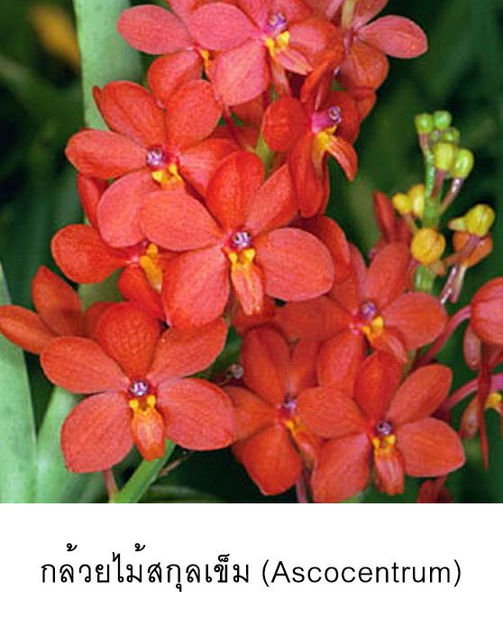 royal-orchid-ต่างหูกล้วยไม้-ต่างหูดอกไม้-ต่างหู-ตุ้มหู