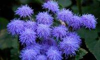 เมล็ดพันธุ์ อะเจอราตุ้ม Ageratum Houstonianum floss flower dwarf 200 เมล็ด เมล็ดพันธุ์นำเข้าจาก อังกฤษ