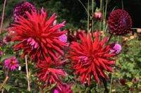 1 หัว/ออเดอร์ รักเร่ Dahlia Bulb สายพันธุ์ ACAPULCO หัวรักเร่ ดอกไม้ หัวหน่อ เหง้า นำเข้า เนเธอร์แลน หัวสดใหม่