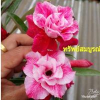 12 เมล็ด เมล็ดพันธุ์ ชวนชม สายพันธุ์ไต้หวัน ดอกสีชมพู Adenium seed กุหลาบทะเลทราย Desert Rose ราชินีบอนไซ เปอร์เซ็นต์การงอก 80-90%