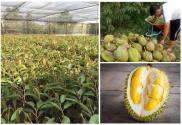 CÂY GIỐNG SẦU RIÊNG MUSANG KING GIỐNG SẦU RIÊNG MALAYSIA HẠT LÉP