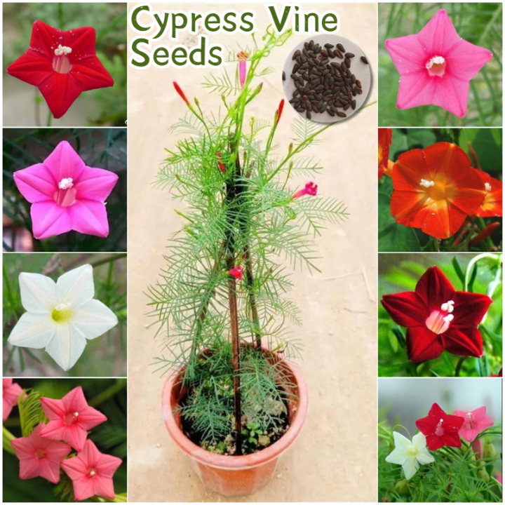 [Easy to grow in Philippines] Mixed Color Cypress Vine Seeds Flower Seeds for Planting (150 Seed