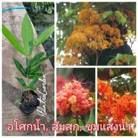 ( PRO+++ ) โปรแน่น.. อโศกน้ำ, ส้มสุก, ชุมแสงน้ำ (1ชุด2ต้น) ราคาสุดคุ้ม พรรณ ไม้ น้ำ พรรณ ไม้ ทุก ชนิด พรรณ ไม้ น้ำ สวยงาม พรรณ ไม้ มงคล