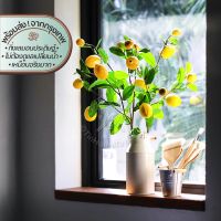 Faux Lemon Branch | กิ่งลูกเลม่อนเทียม | ต้นไม้ ดอกไม้ ใบไม้ ไม้เลื้อย ไม้ประดับ เทียม ปลอม ประดิษฐ์ เหมือนจริง กิ่ง ก้าน กระถาง แจกัน ตกแต่ง บ้าน ร้าน คาเฟ่ ร้านอาหาร