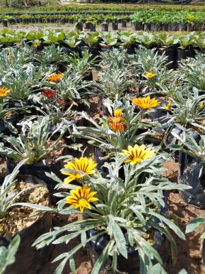 ดอกกาซาเนีย,พระจันทร์ทรงกลด(Gazania rigens)พันธุ์ไม้จากต่างประเทศ ชอบแดดทนแล้งได้ดี เสริมความอุดมสมบูรณ์จัดส่งแบบถุงดำ4*9นิ้ว