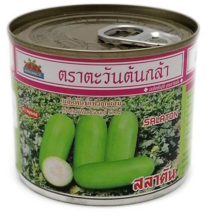 เมล็ดฟักแฟง-สลาตัน-พันธุ์แฟงไส้ตั้น-ตรา-ตะวันต้นกล้า-50-กรัม-ผิวสวย-ลูกใหญ่-น้ำหนักดี