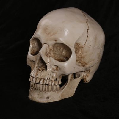 Drawing art in human musculoskeletal skeleton model art academy of fine arts teaching test 1:1 skull furnishing articles