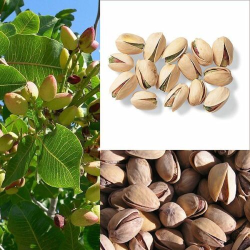 50 seeds PISTACHIO NUT TREE Pistacia Vera Fruit Red Flowers Seeds