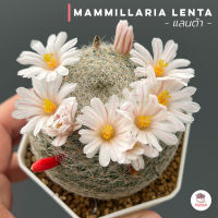 แลนต้า Mammillaria lenta แคคตัส กระบองเพชร cactus&amp;succulent