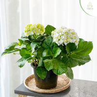 Treeno.9 T151 ไฮเดรนเยีย คละสี ปลูกในไทยได้ (Hydrangea) กระถาง 8 นิ้ว / สูง 30-40 ซม. / ไม้ประดับ ไม้ดอก (ต้นไม้)