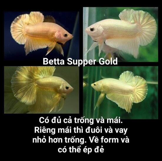 Betta super gold- dùng nước lá bàng để lên màu vàng đậm - ảnh sản phẩm 1