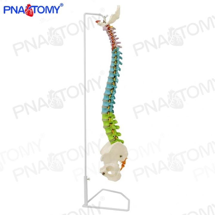 1-1-color-human-full-spinal-nerve-medical-massage-practice-using-the-bonesetting-vertebra-pelvis-bone-model