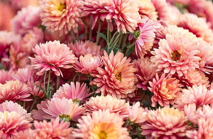 ขายส่ง-100-เมล็ด-เมล็ดเบญจมาศ-chrysanthemum-ดอกมัม-ดอกไม้มงคลแห่งเอเซีย-เมล็ดพันธุ์นำเข้า-ไม้ตัดดอก-ดอกไม้-จัดสวน-ไม้ดอกไม้ประดับ-พืชจัดสวน