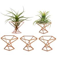 Pack 5 Air Plant Holder Air Plant holders tillandsias Display Air Purifying Plants Container Air fern Stand retail