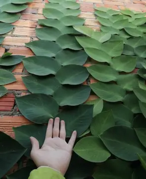 Cây ổi Thái Lan Giá Tốt T02/2024 | Mua tại Lazada.vn