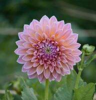 20 เมล็ดพันธุ์ รักเร่ Dahlia Seeds สายพันธุ์ JOWEY PAULA สีม่วง รักเร่ รักแรกพบ ดอกไม้แห่งมิตรภาพ ความรักเริ่มต้น เพาะเลี้ยงง่าย ตั้งโต๊ะทำงาน