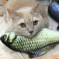 3D Shape Lifelike Catnip Artificial Fish Cat Chewing Toy Fake Fishes Simulation Fish Doll Cat Interactive Toys Toys