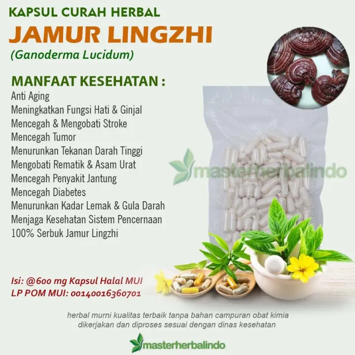 JAMUR LINGZHI Kapsul Herbal Tumor Kanker Stroke Anti Aging 100 capsul