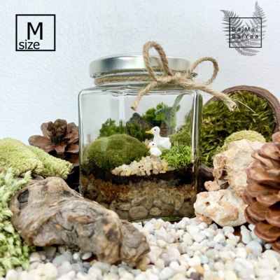 ชุดจัดสวนขวด terrarium DIY Size M ทรง6เหลี่ยม