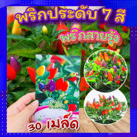 พริกประดับ 7 สี? 30 เมล็ด พริกสายรุ้ง ไม้ประดับ พริกประดับหลายสีสัน สวยงาม ลูกดก ปลูกง่ายมาก?