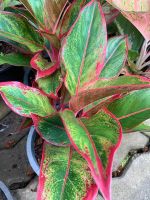 แสงเงินแสงทอง แก้วกาญจนา หรือ อโกลนีมา (Aglaonema)  ไม้มงคลและฟอกอากาศ ส่งต้นพร้อมกระถาง 5นิ้ว ราคาถูก