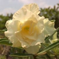 10 เมล็ด เมล็ดพันธุ์ ชวนชม สายพันธุ์ไต้หวัน สีเหลือง Adenium Seeds กุหลาบทะเลทราย Desert Rose ราชินีบอนไซ มีคู่มือปลูก นำเข้าจากไต้หวัน