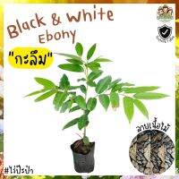 กะลึม Black and White ebony ไม้หายาก อนาคตไกล ไม่แพ้มะริด ไม้ป่า ลายไม้สวย