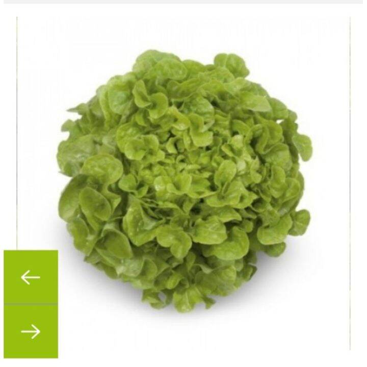 Rijk Zwaan Kristine Lettuce Pelletized Seeds Repacked By 50 Pcs Lazada Ph 2960