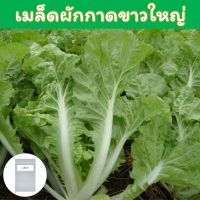 ผักกาดขาวใหญ่ เมล็ดพันธุ์ 400+ เมล็ด ( Chinese cabbage )