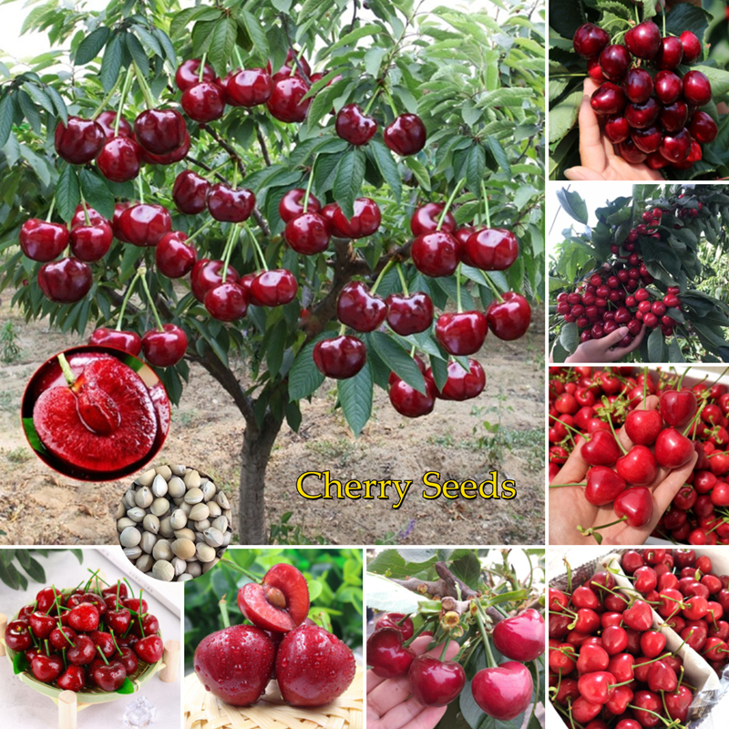 30 Seeds Cherry Prunus Fruit Tree Cerasus Bonsai Plants Potted and Home Garden 